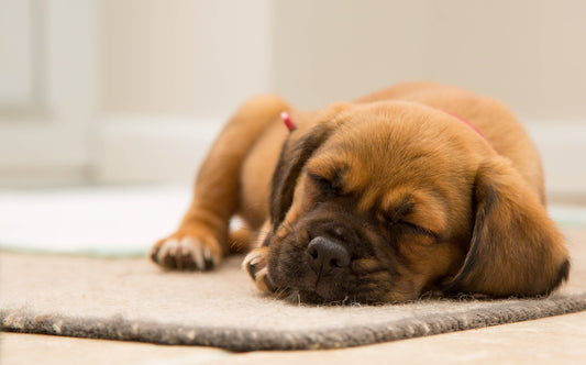 Dog Sleeping Positions That Reveals Your Dogs Health