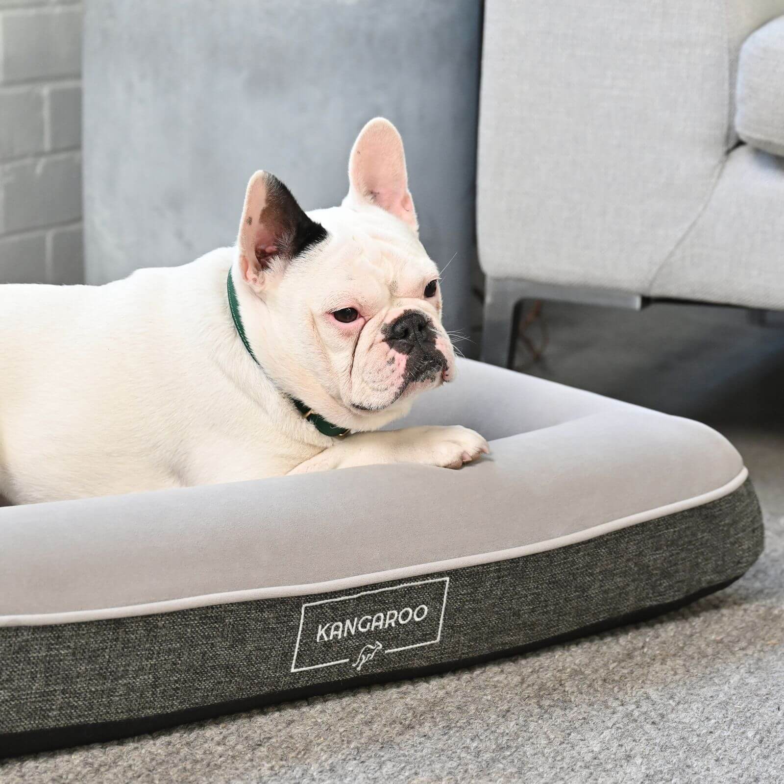 KangarooBed-Living room lounge dog bed for small size dogs